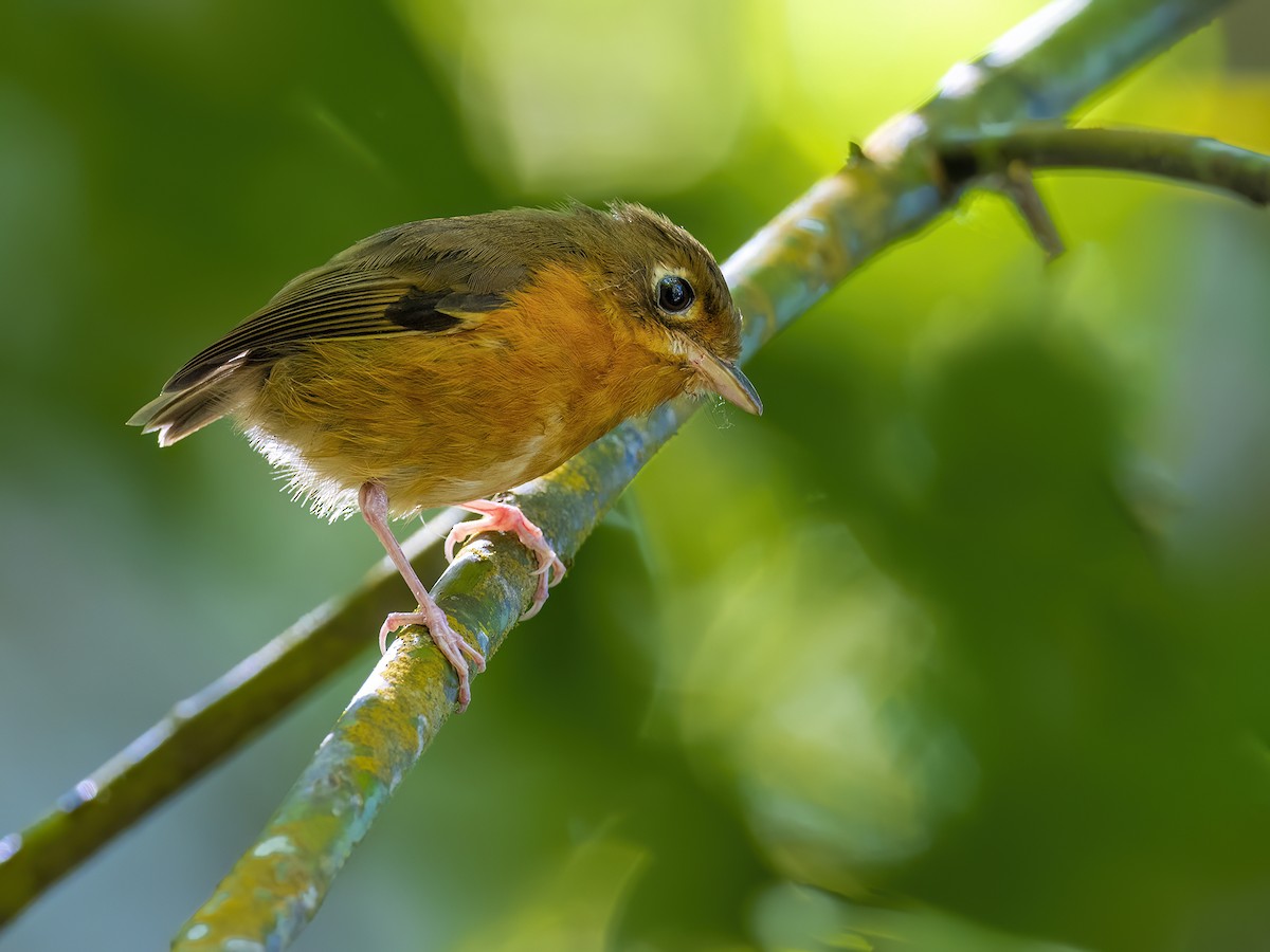 Rusty-breasted Antpitta - ML614855146