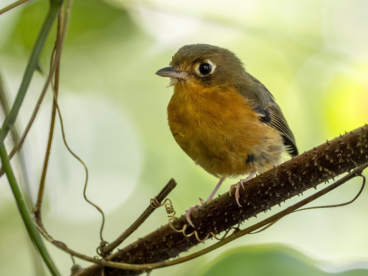 Rusty-breasted Antpitta - ML614855147