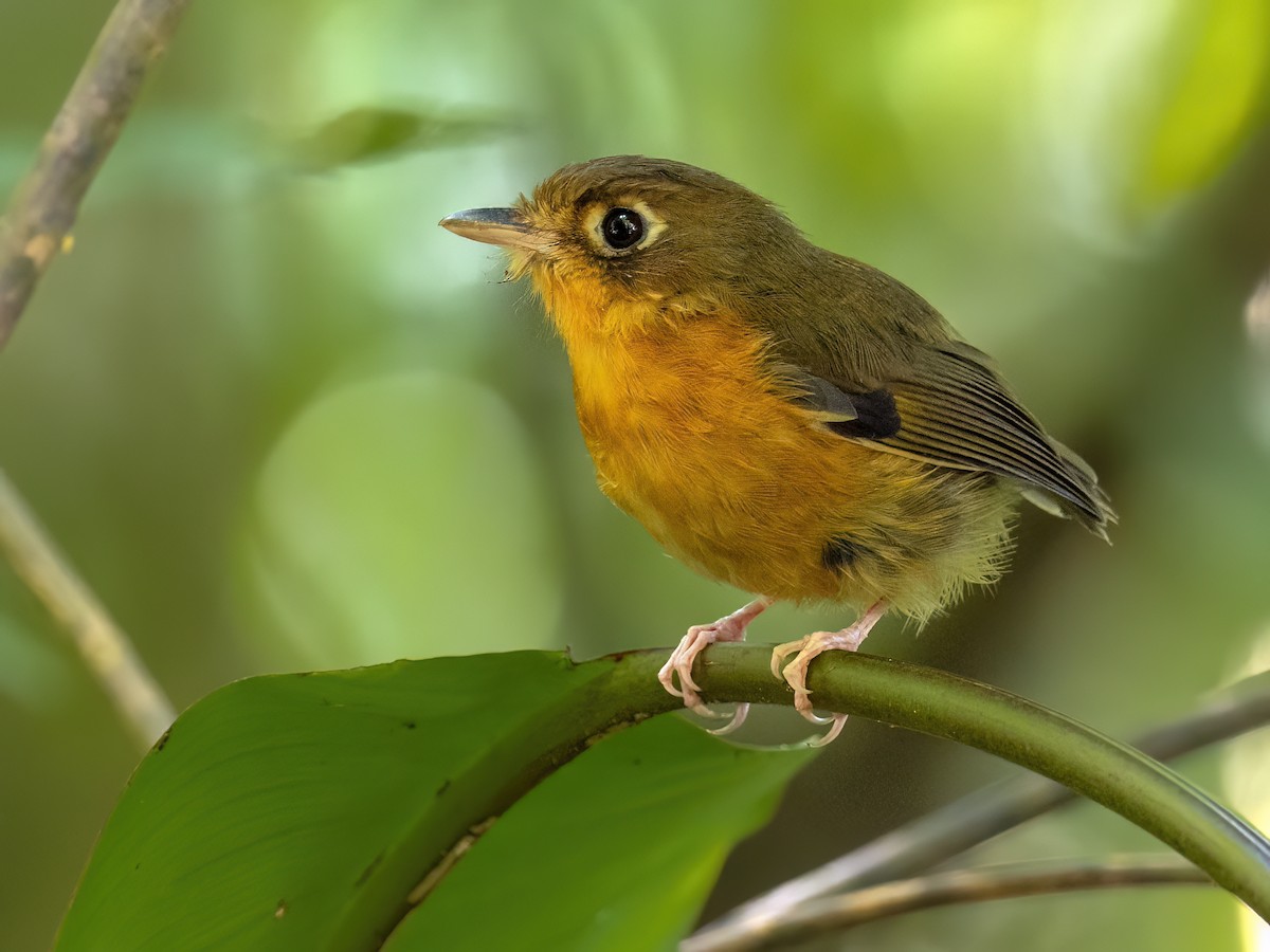 Rusty-breasted Antpitta - ML614855148