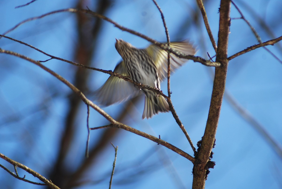 Pine Siskin - ML614855152