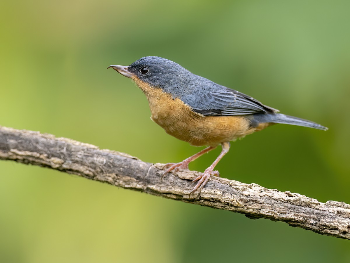 Rusty Flowerpiercer - Andres Vasquez Noboa