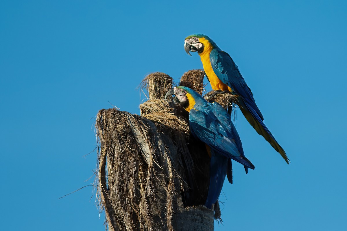 Blue-and-yellow Macaw - ML614855222