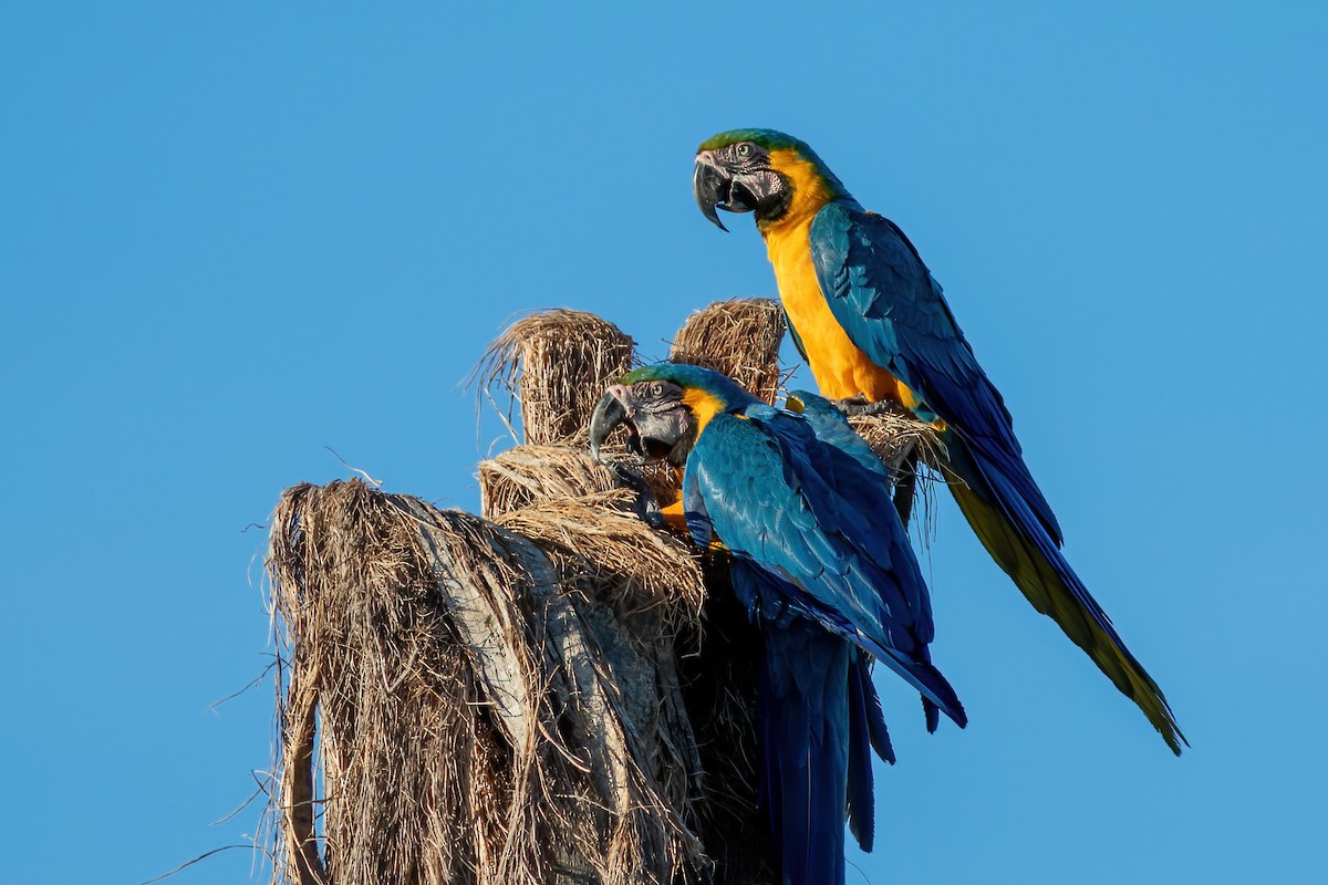 Blue-and-yellow Macaw - ML614855223