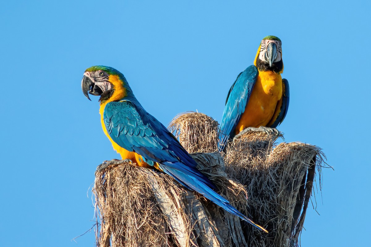 Blue-and-yellow Macaw - ML614855224