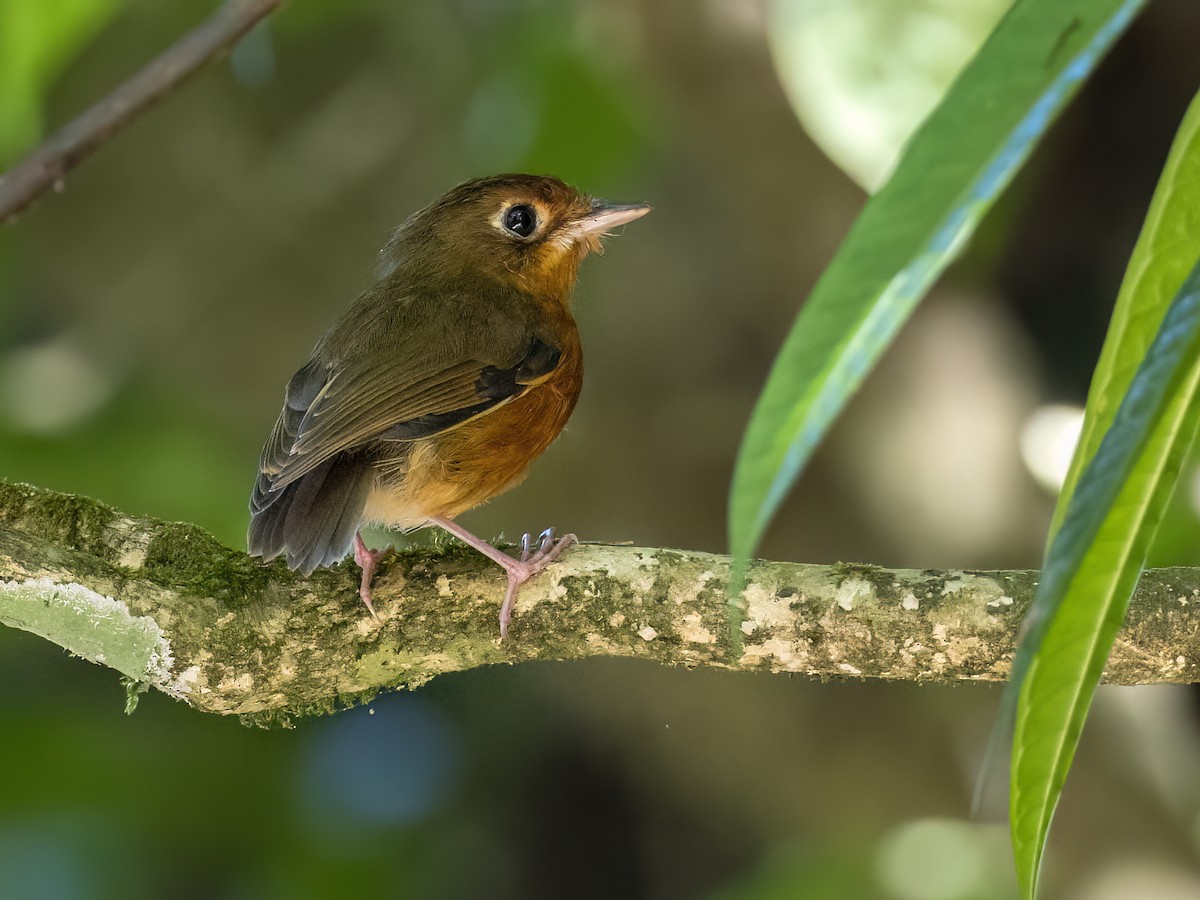 Rusty-breasted Antpitta - ML614855225