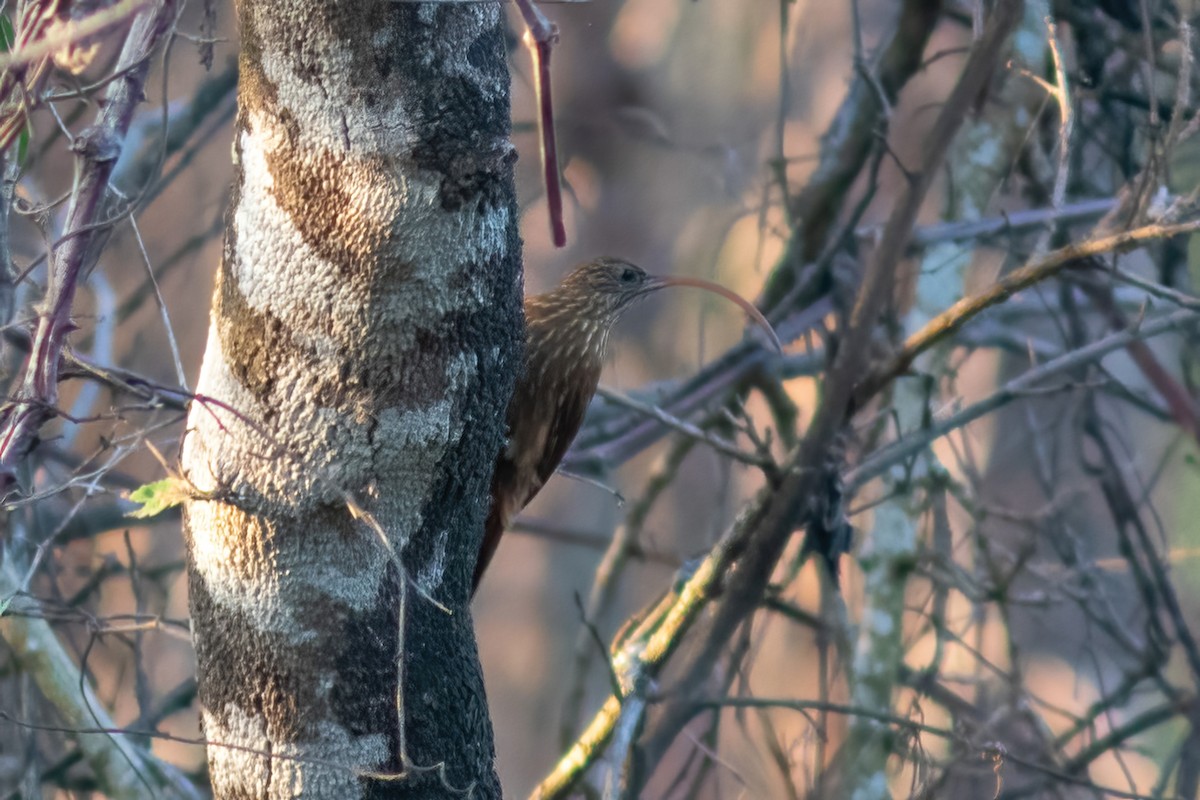 Red-billed Scythebill - ML614855247