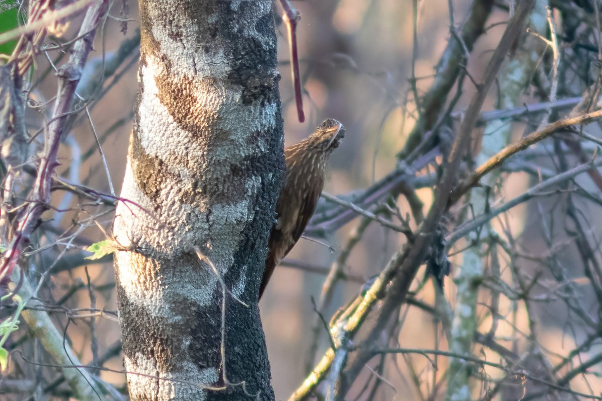 Red-billed Scythebill - ML614855248