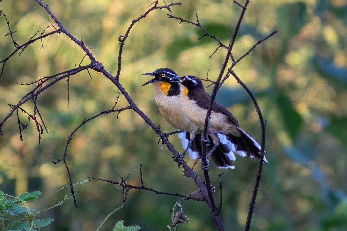 Black-capped Donacobius - ML614855254