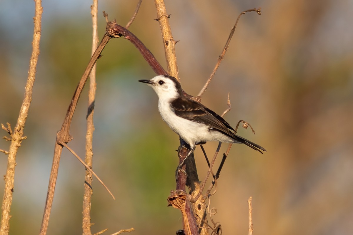 Black-backed Water-Tyrant - ML614855259