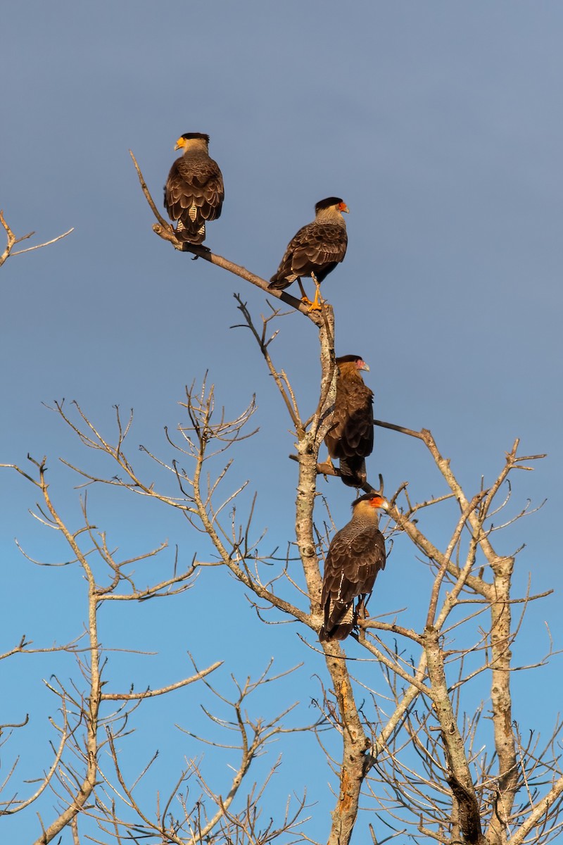 Crested Caracara - ML614855268