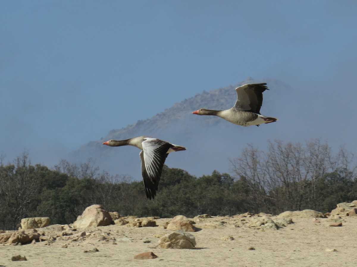 Graylag Goose - ML614855275