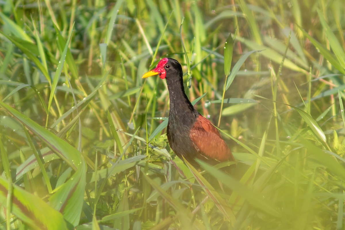 Wattled Jacana - ML614855288