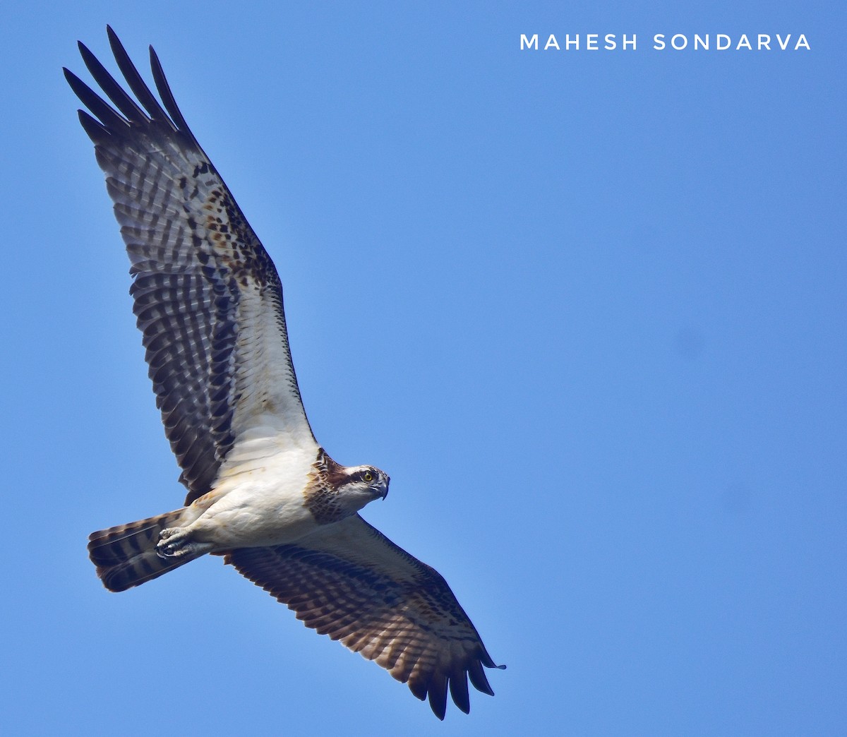 Osprey - Maheshbhai Sondarva