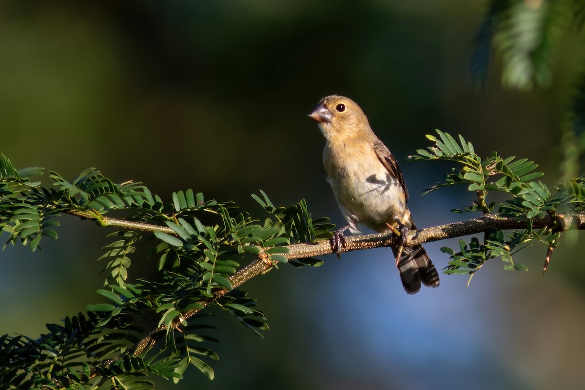 White-bellied Seedeater - ML614855335