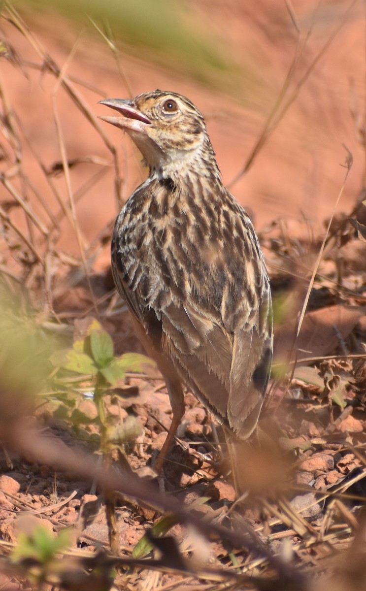 Jerdon's Bushlark - Paul Pop