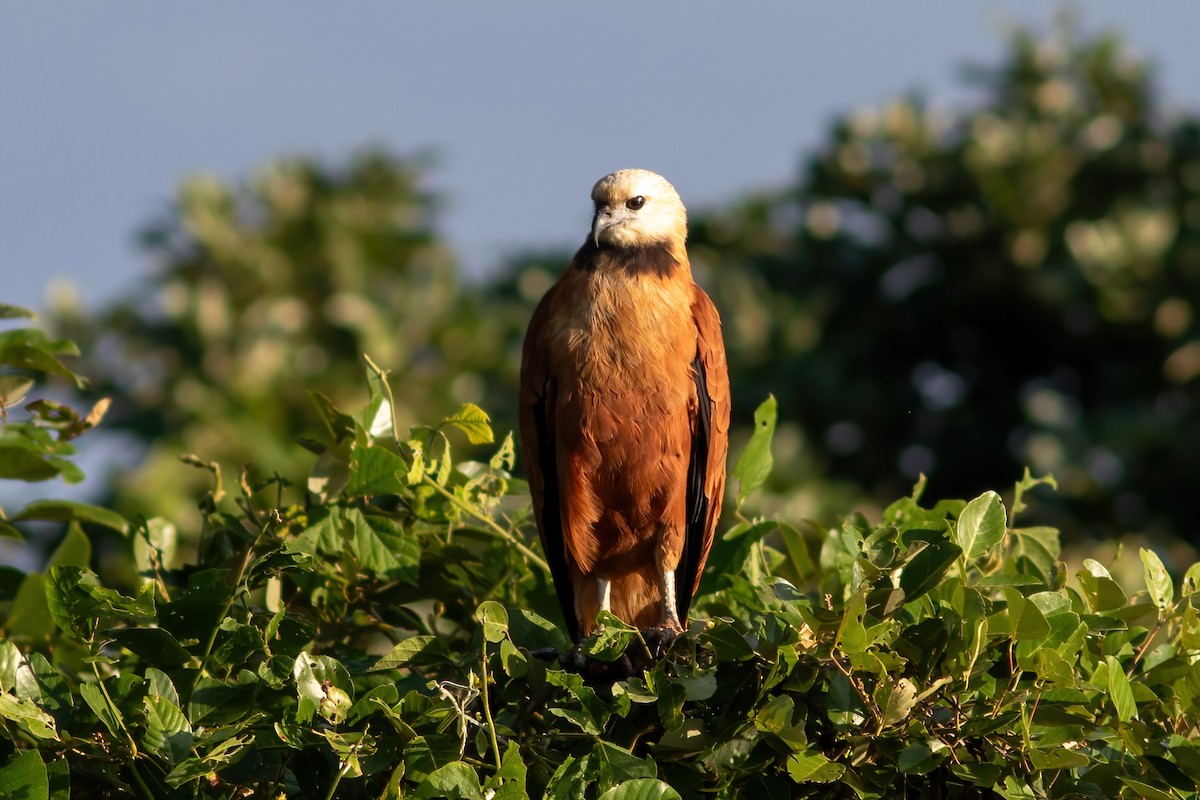 Black-collared Hawk - ML614855349