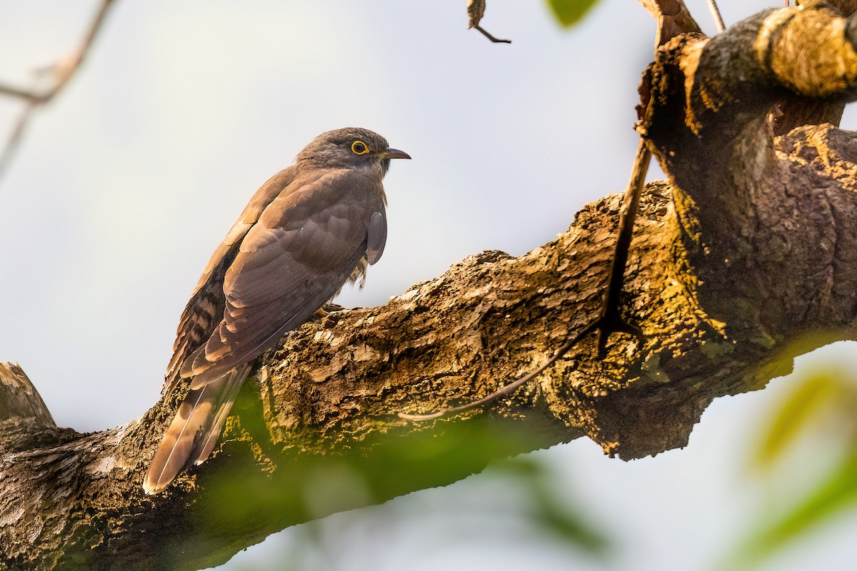 Large Hawk-Cuckoo - Jaap Velden