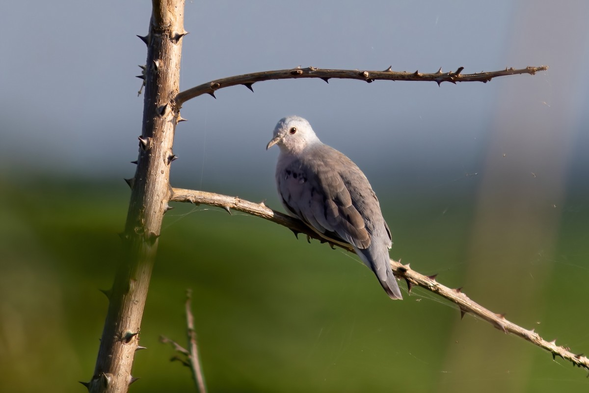 Plain-breasted Ground Dove - ML614855365