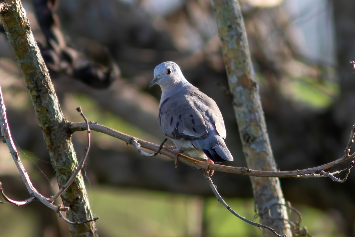 Plain-breasted Ground Dove - ML614855366