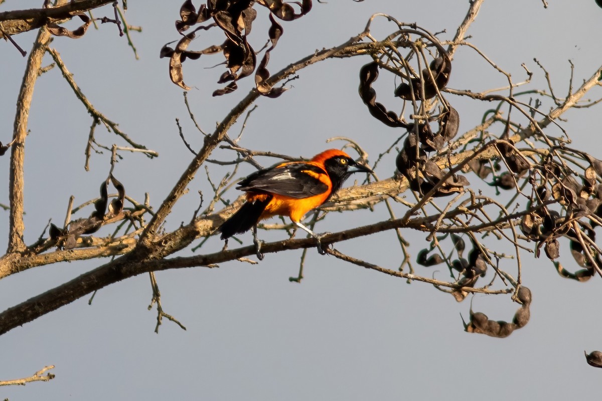 Orange-backed Troupial - ML614855378