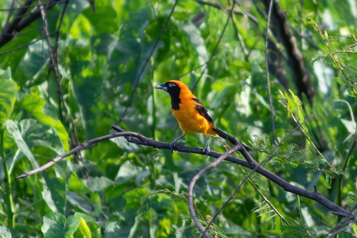 Orange-backed Troupial - ML614855379