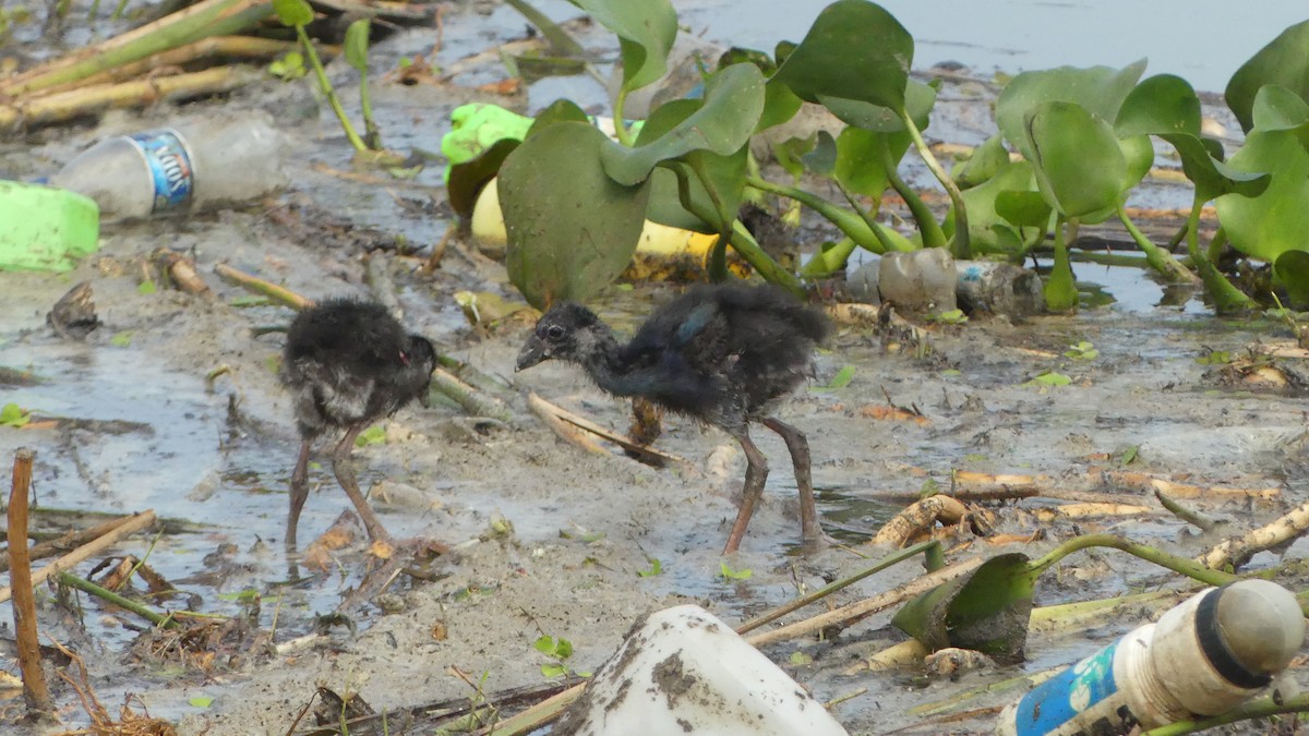 Gray-headed Swamphen - Gabriel  Couroussé