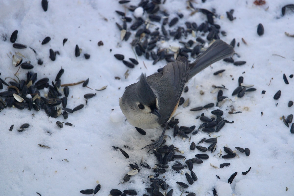 Tufted Titmouse - ML614855487