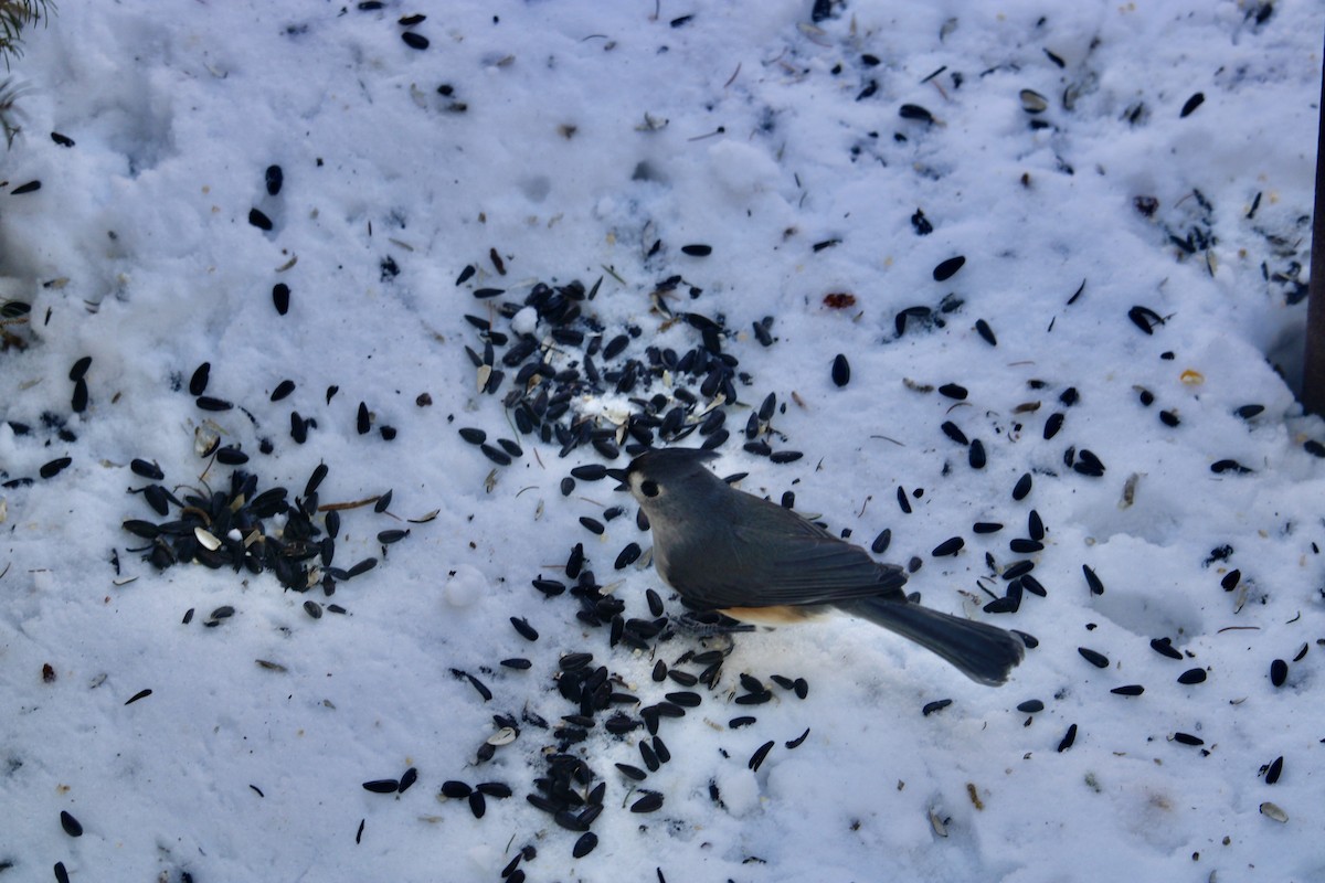 Tufted Titmouse - ML614855488