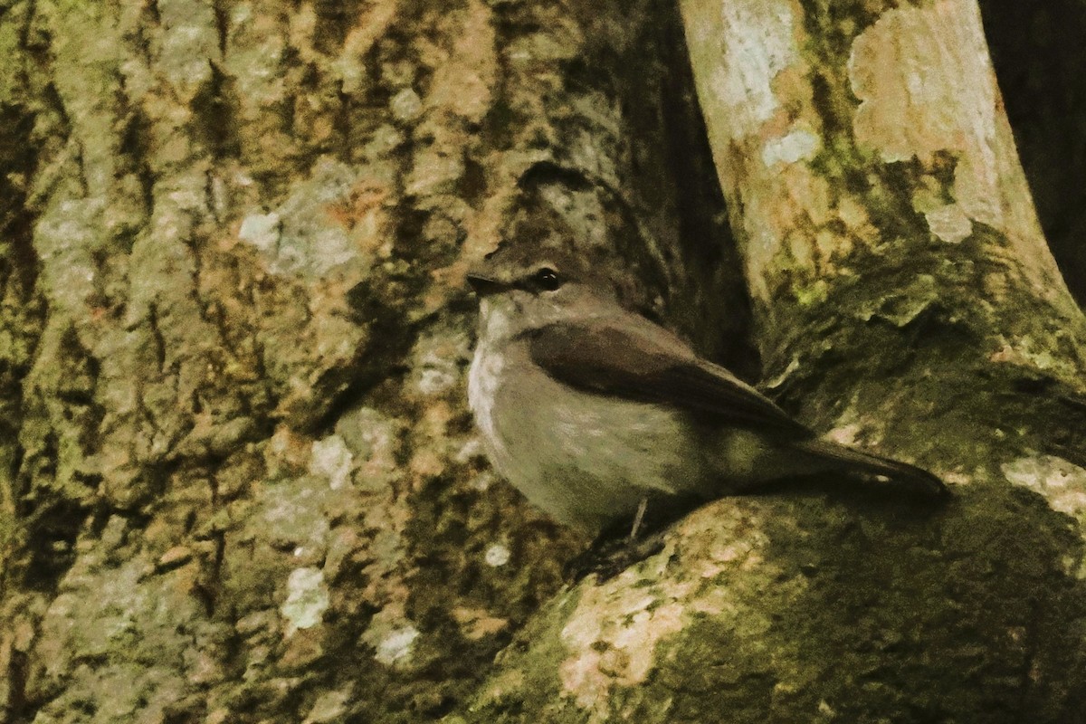 African Dusky Flycatcher - ML614855490