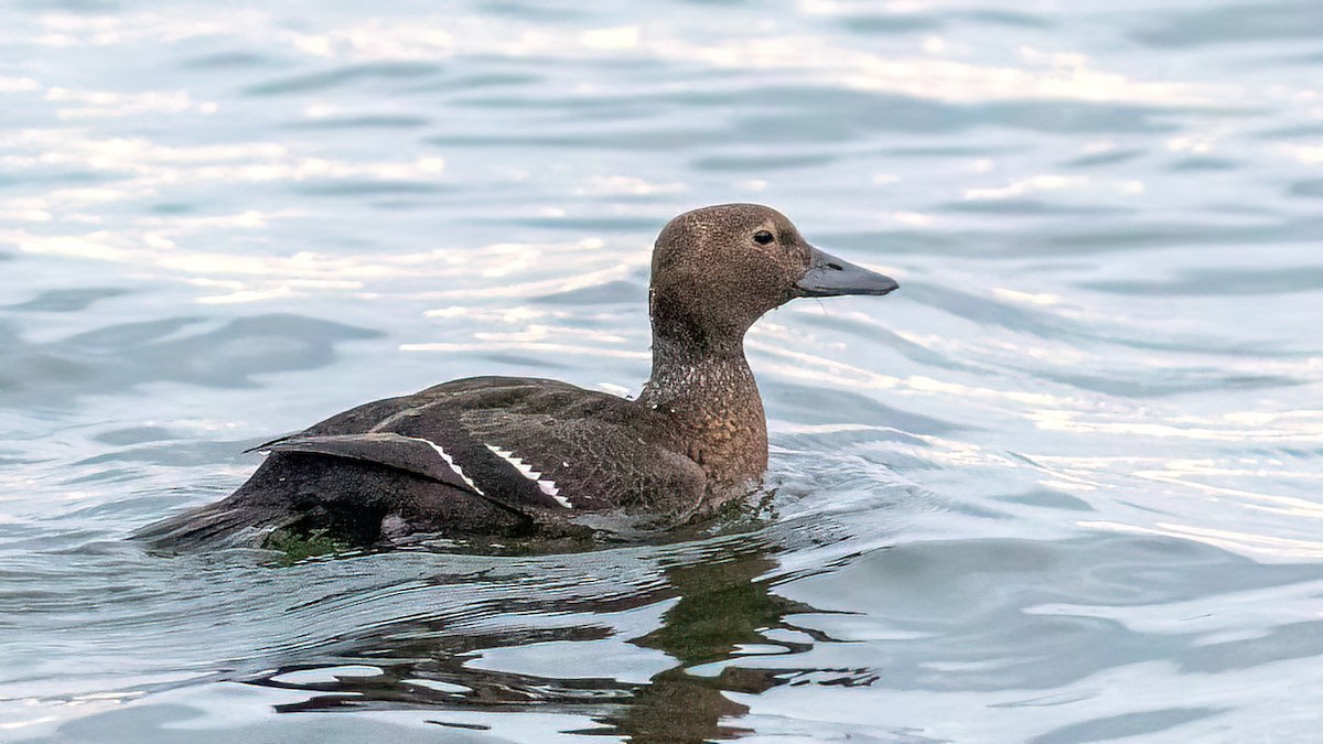 Steller's Eider - Gabriela Kretosz