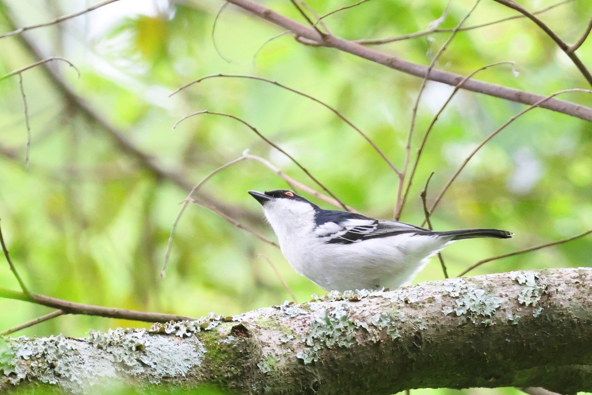 Black-backed Puffback - ML614855549