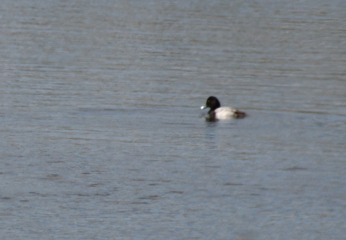 Lesser Scaup - ML614855570