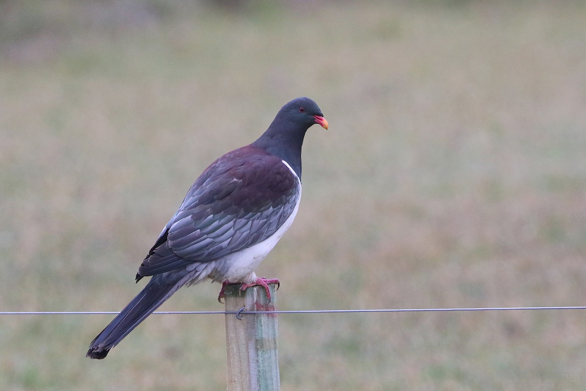 Chatham Island Pigeon - Roksana and Terry