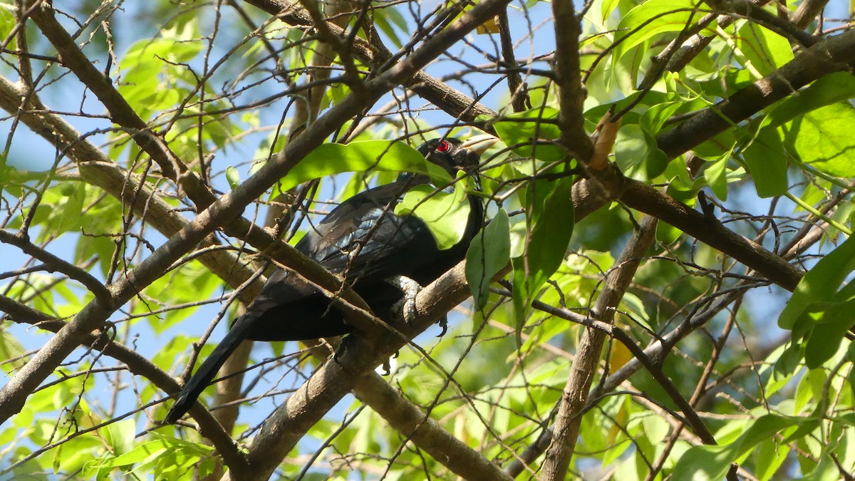 Asian Koel - Gabriel  Couroussé