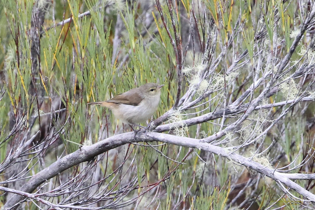 Chatham Islands Gerygone - ML614855646