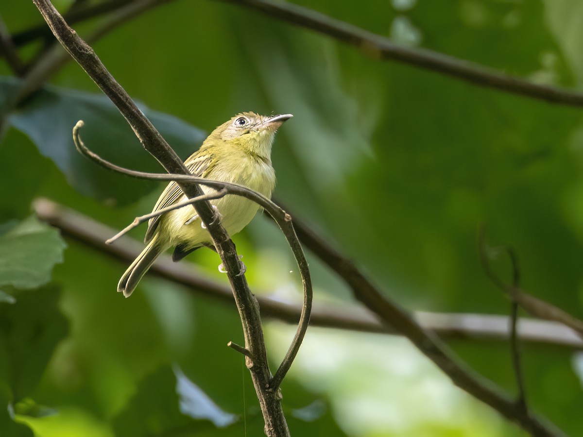 Southern Bentbill - Andres Vasquez Noboa