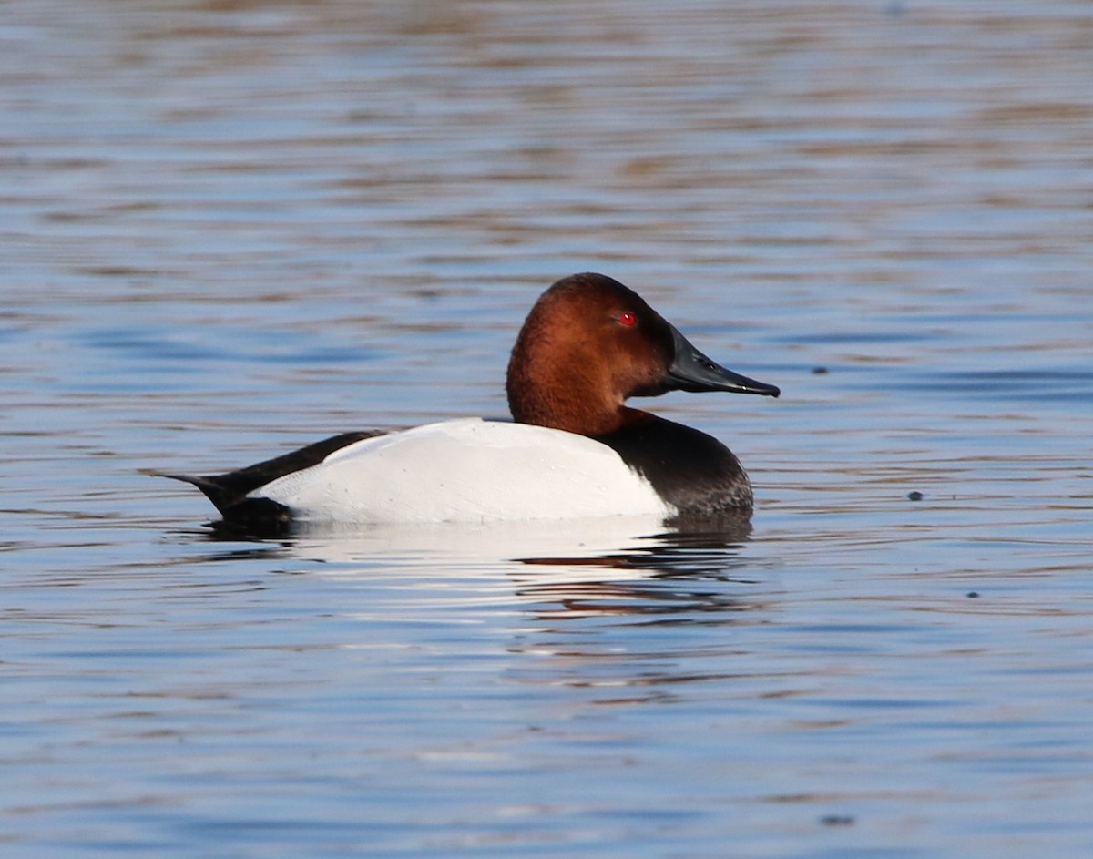 Canvasback - ML614855803