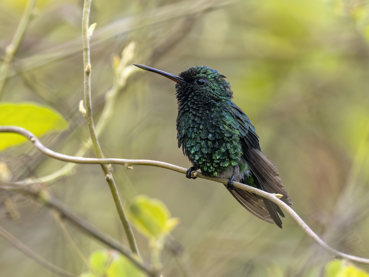 Red-billed Emerald - Andres Vasquez Noboa