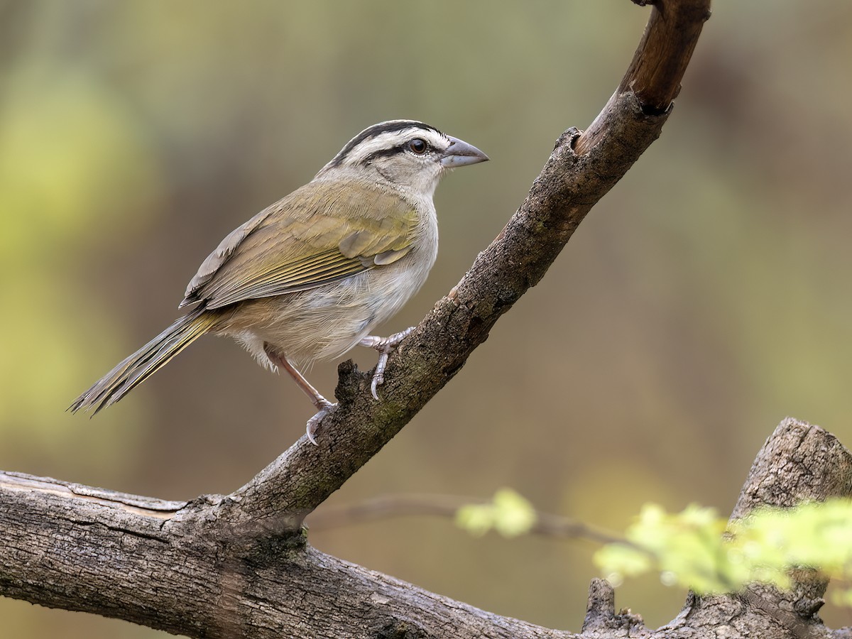 Tocuyo Sparrow - Andres Vasquez Noboa