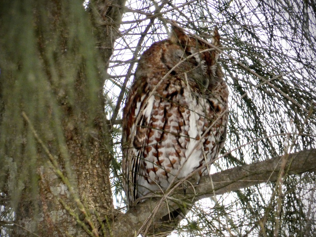 Eastern Screech-Owl - ML614856055