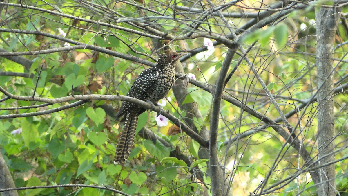 Asian Koel - ML614856056