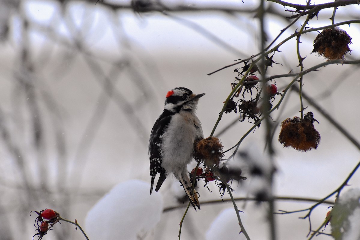 Downy Woodpecker - Gavin Stacey