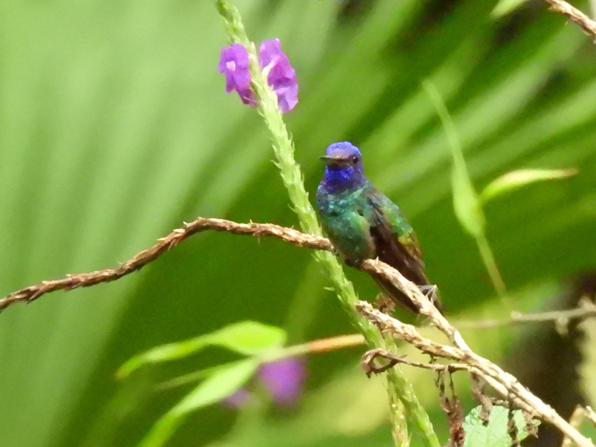 kolibřík zelenohřbetý - ML614856145