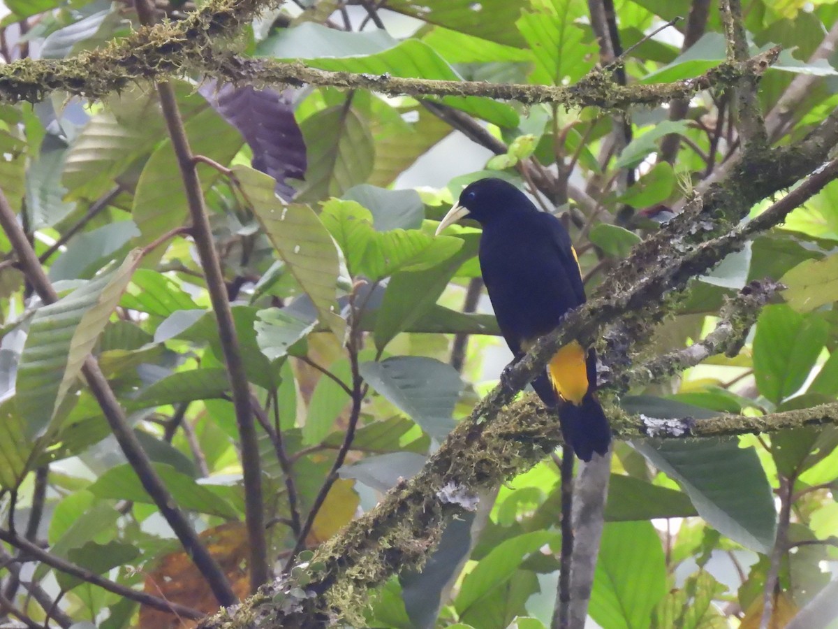 Yellow-rumped Cacique (Amazonian) - ML614856205