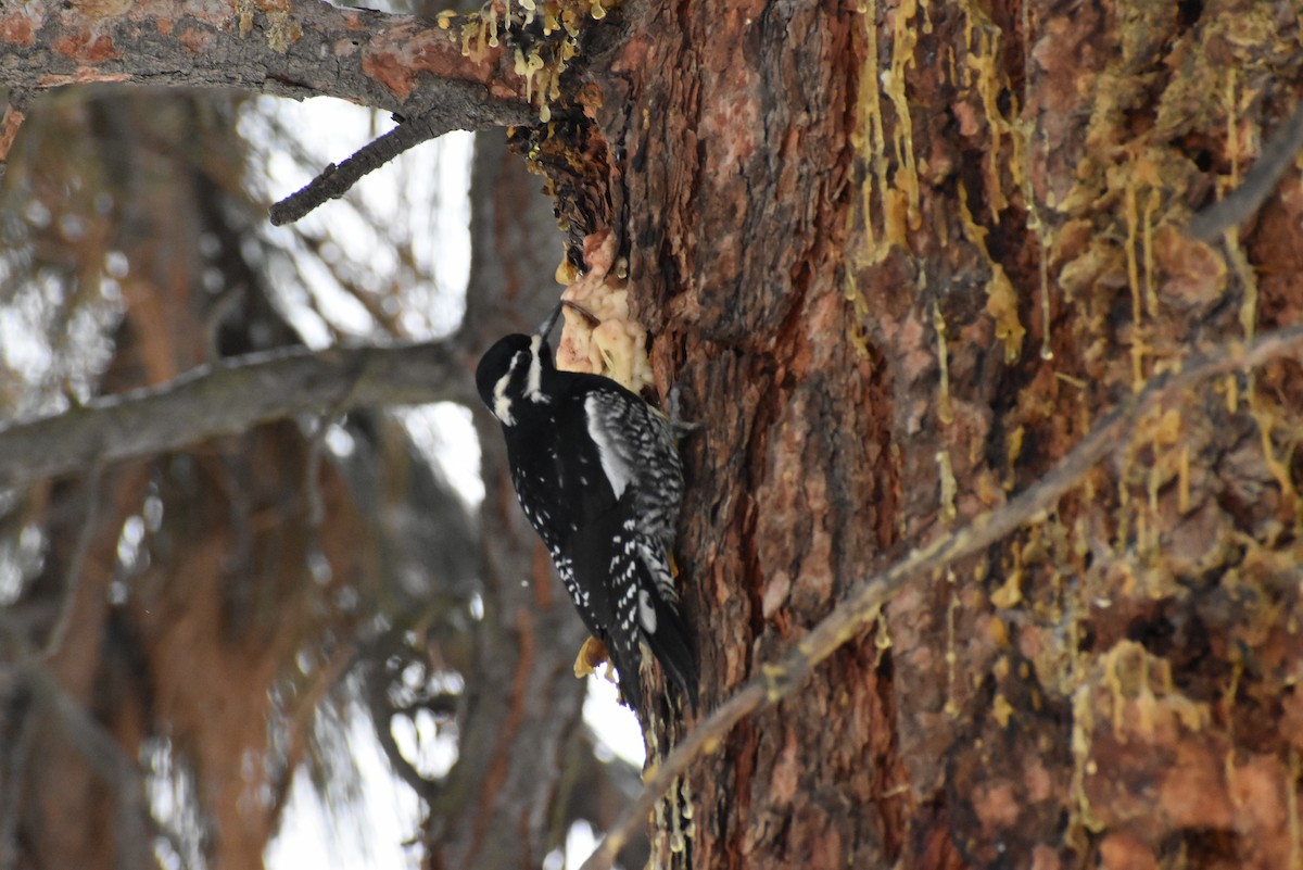 Williamson's Sapsucker - Gavin Stacey