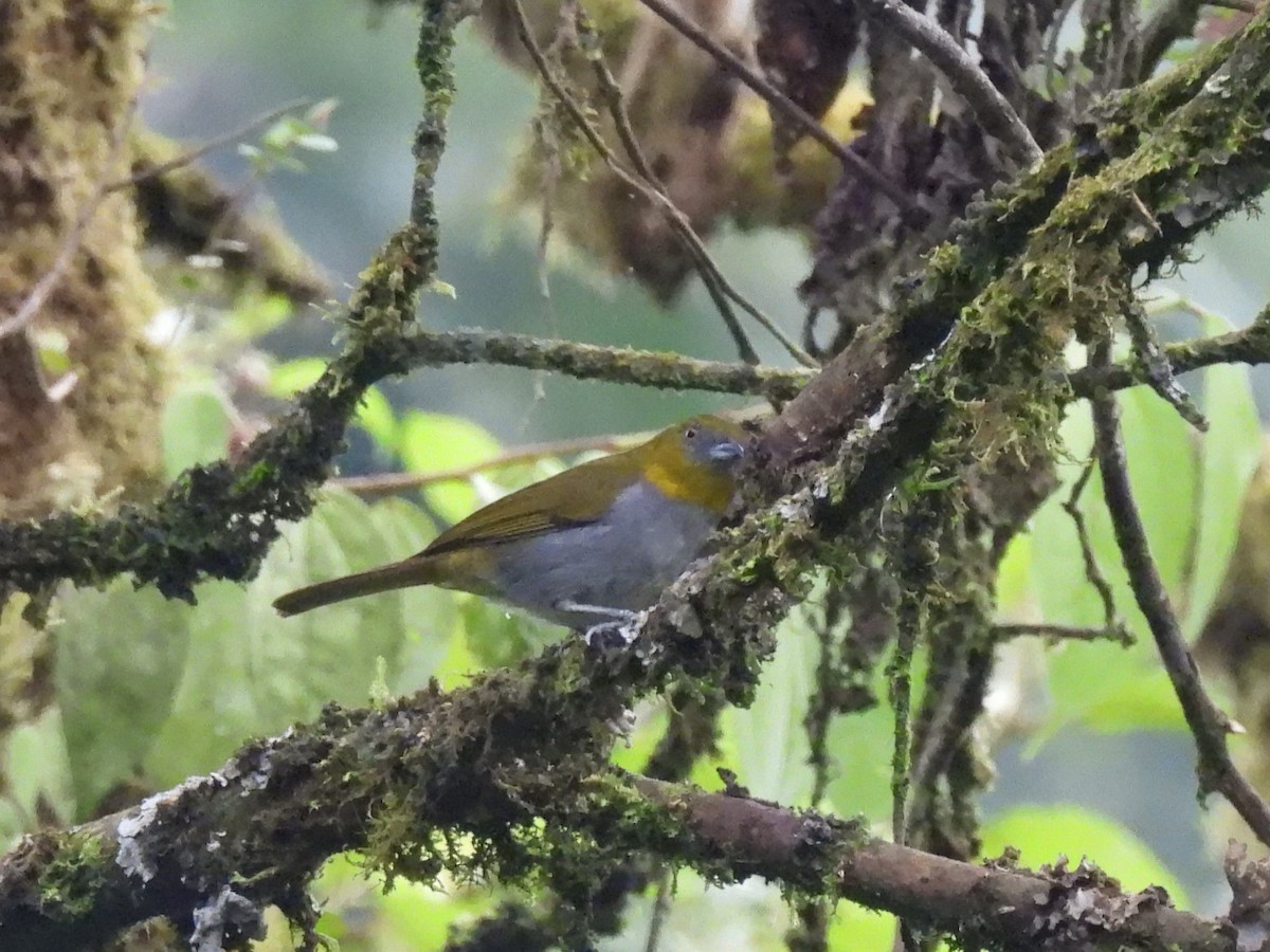 Yellow-throated Chlorospingus (Yellow-throated) - ML614856212