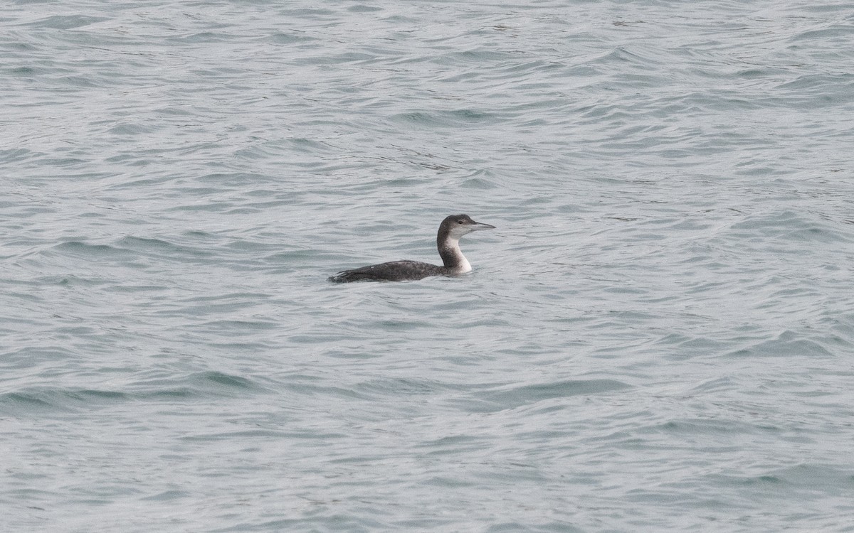 Common Loon - ML614856216