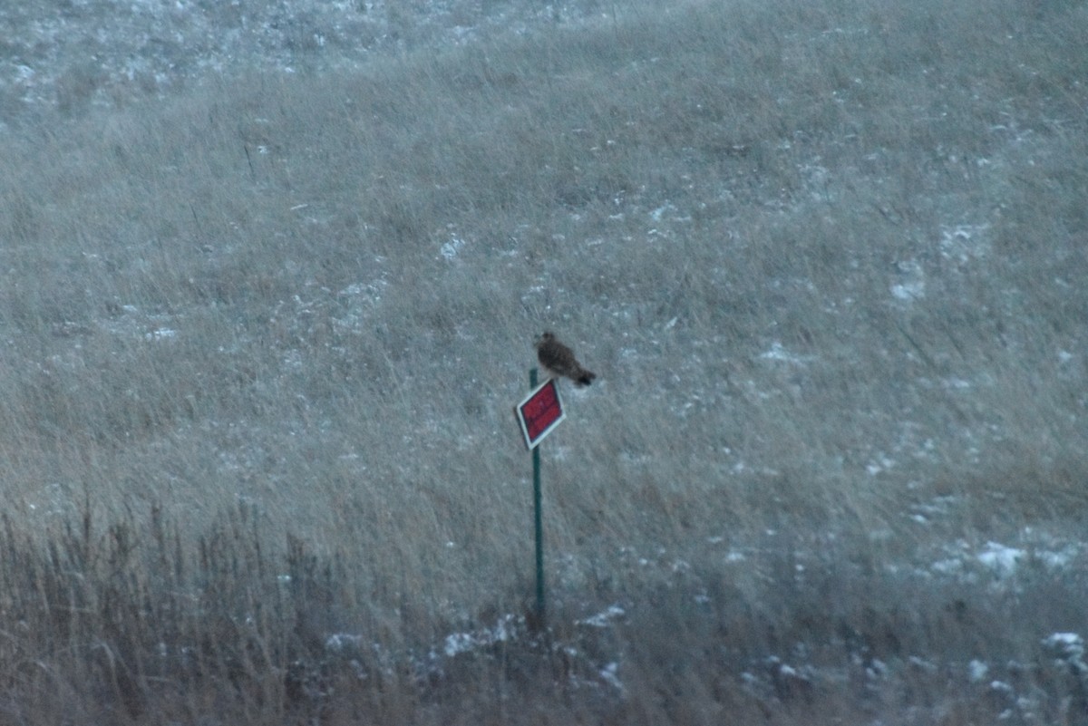 Short-eared Owl - Gavin Stacey