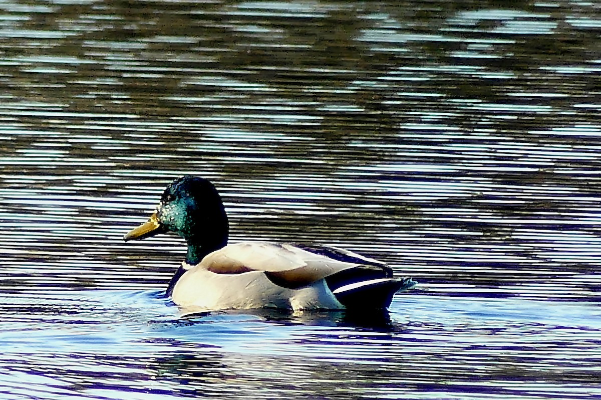 Mallard - ML614856313