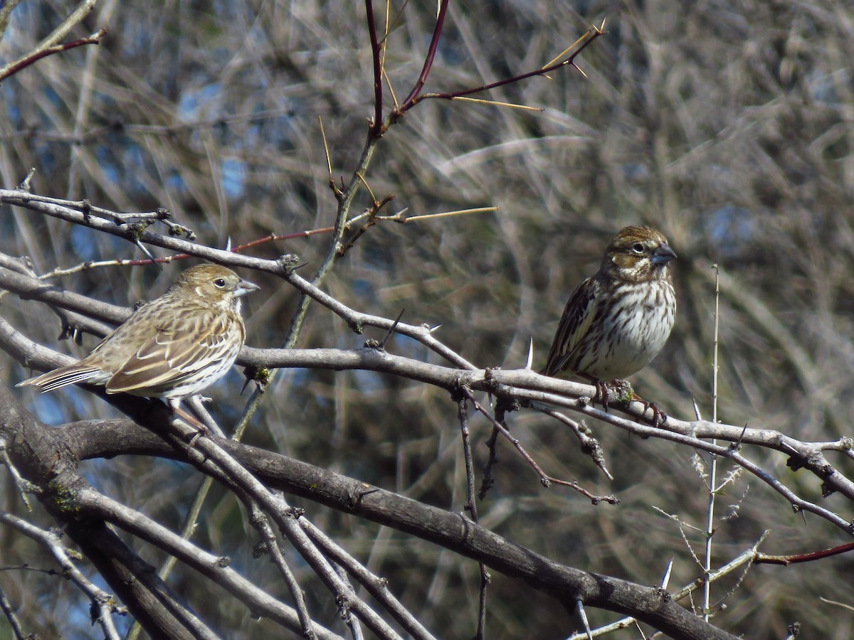 Lark Bunting - ML614856347